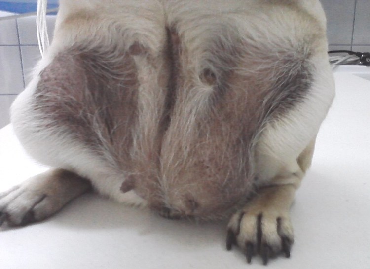 Внутривенный катетер для кошек