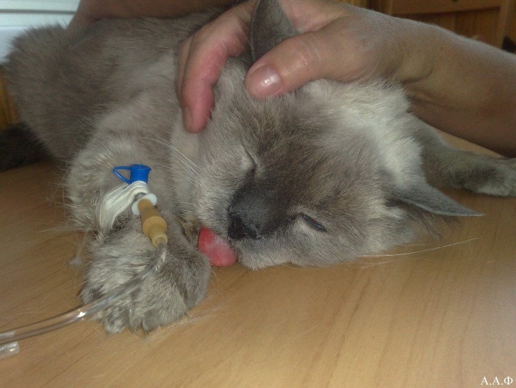 Воспаление параанальных желез у собаки