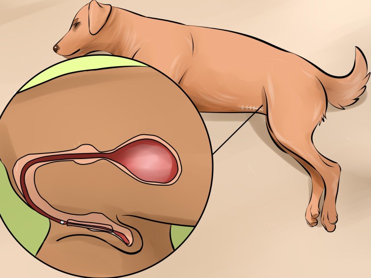 Кошачий отрубевидный лишай