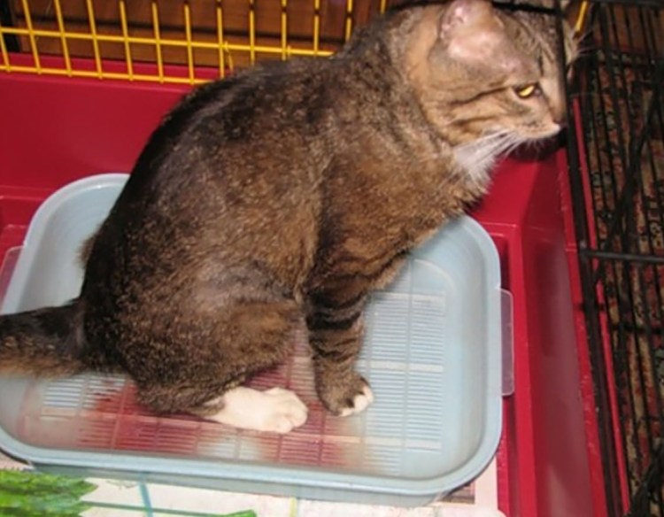 Кот заболевший бешенством