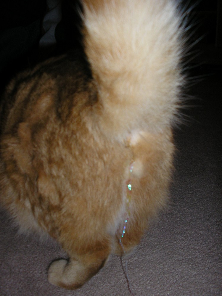 Кошачий лишай микроспория