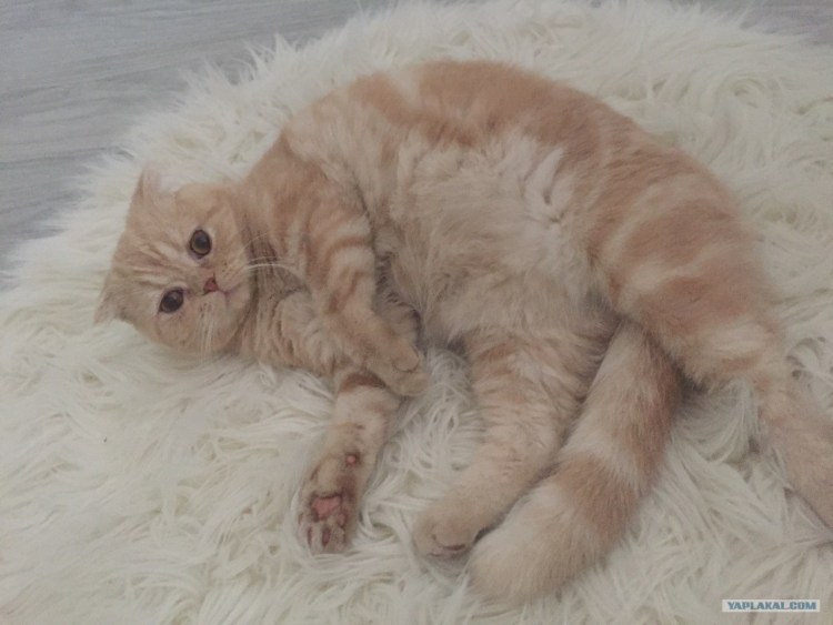 Анальное отверстие кошки