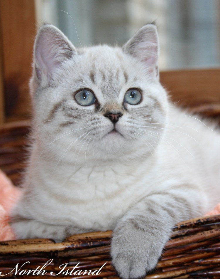 Скоттиш страйт Линкс Пойнт