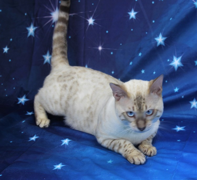 Сил Линкс Пойнт бенгал