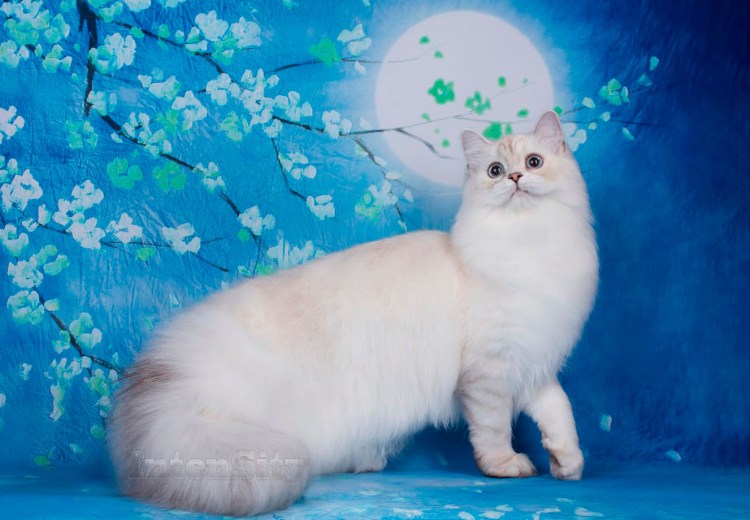 Seal tortie point SBI F 33