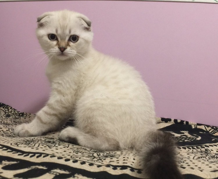 Персидский экзот короткошерстный