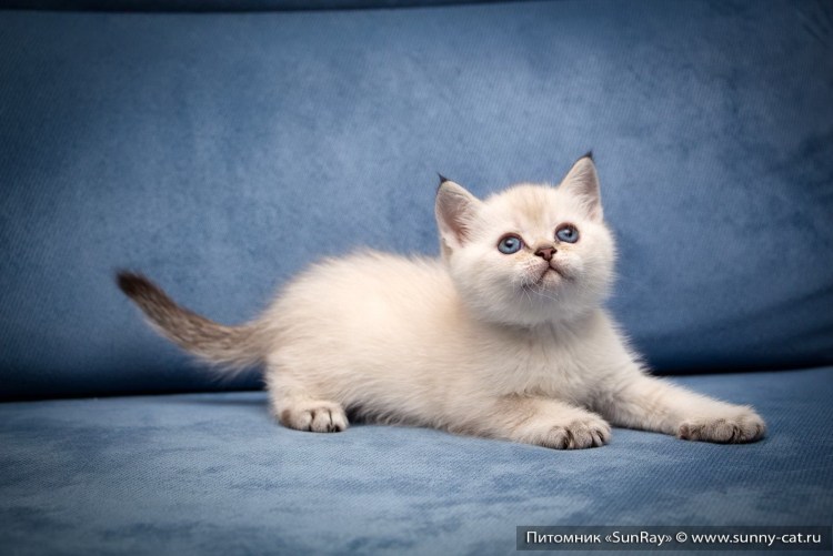 Линкс табби Пойнт