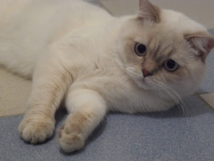 Шотландская скоттиш страйт Линкс поинт