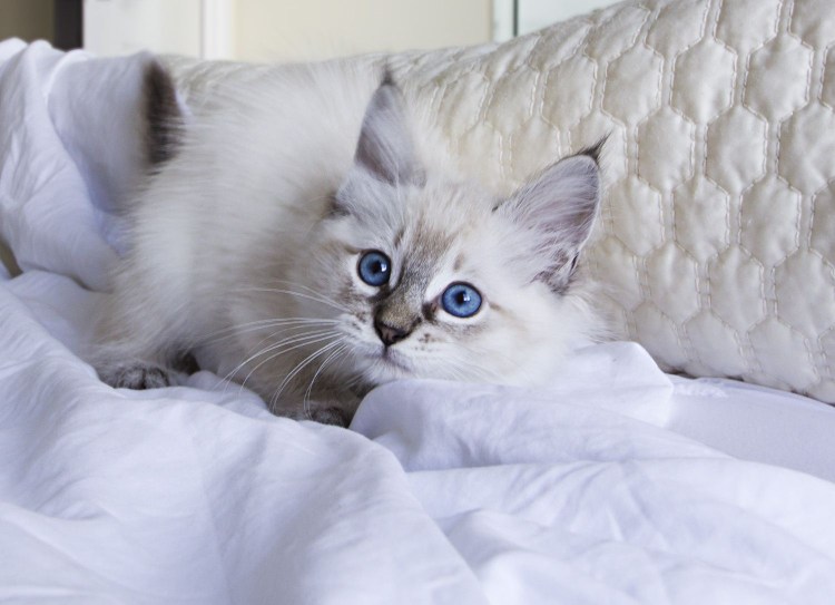 Блю Линкс Пойнт