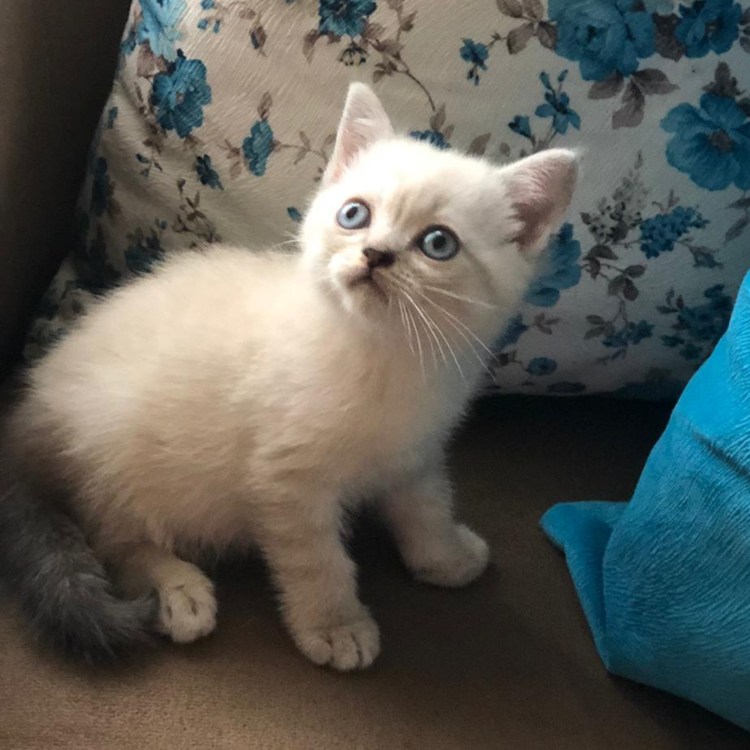 Британский Линкс Пойнт