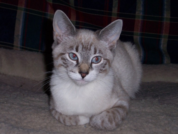 Балинезийская Рэгдолл