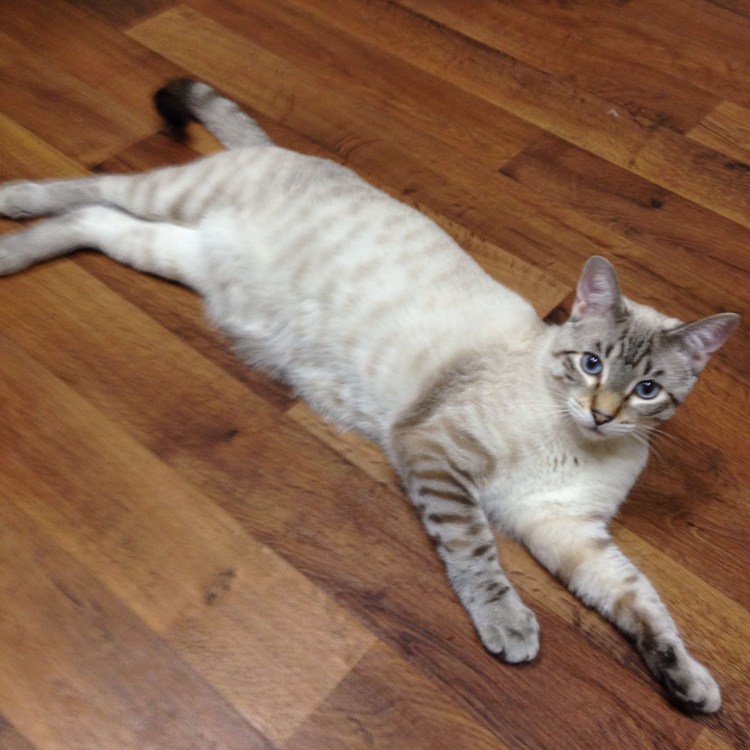 Окрас Сильвер поинт