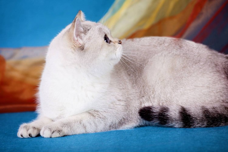 Окрас Голд Линкс поинт