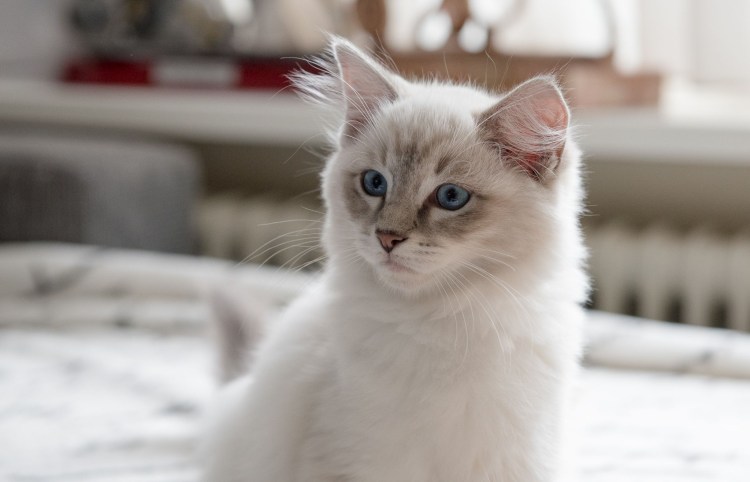 Кошки Линкс Пойнт