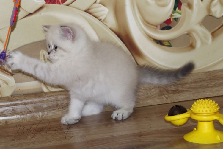 Тайский табби Пойнт