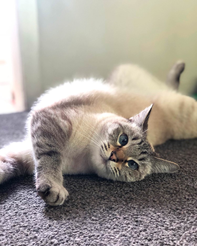 Линкс табби поинт