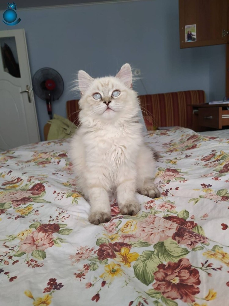 Шотландская длинношерстная Линкс поинт