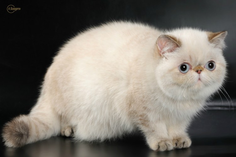 Сиамский tabby point