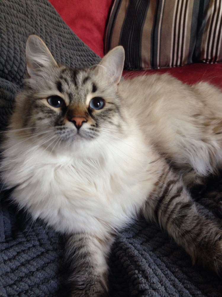 Рэгдолл Линкс поинт