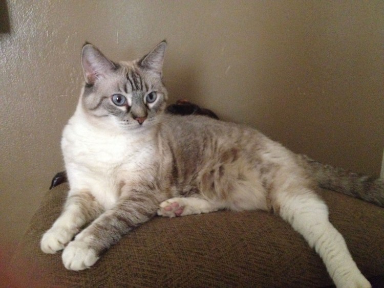 Балинезийская Рэгдолл