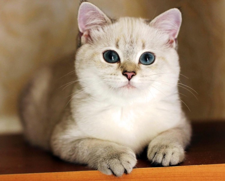 Британский колор Пойнт