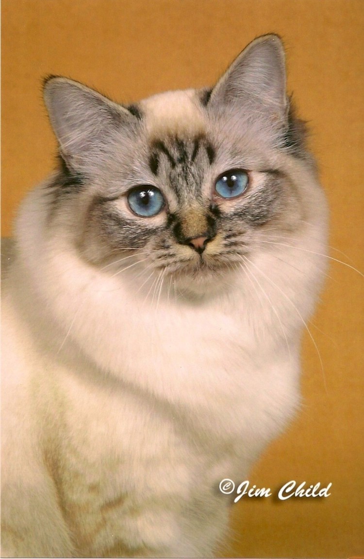 Шоколадный Линкс поинт фото