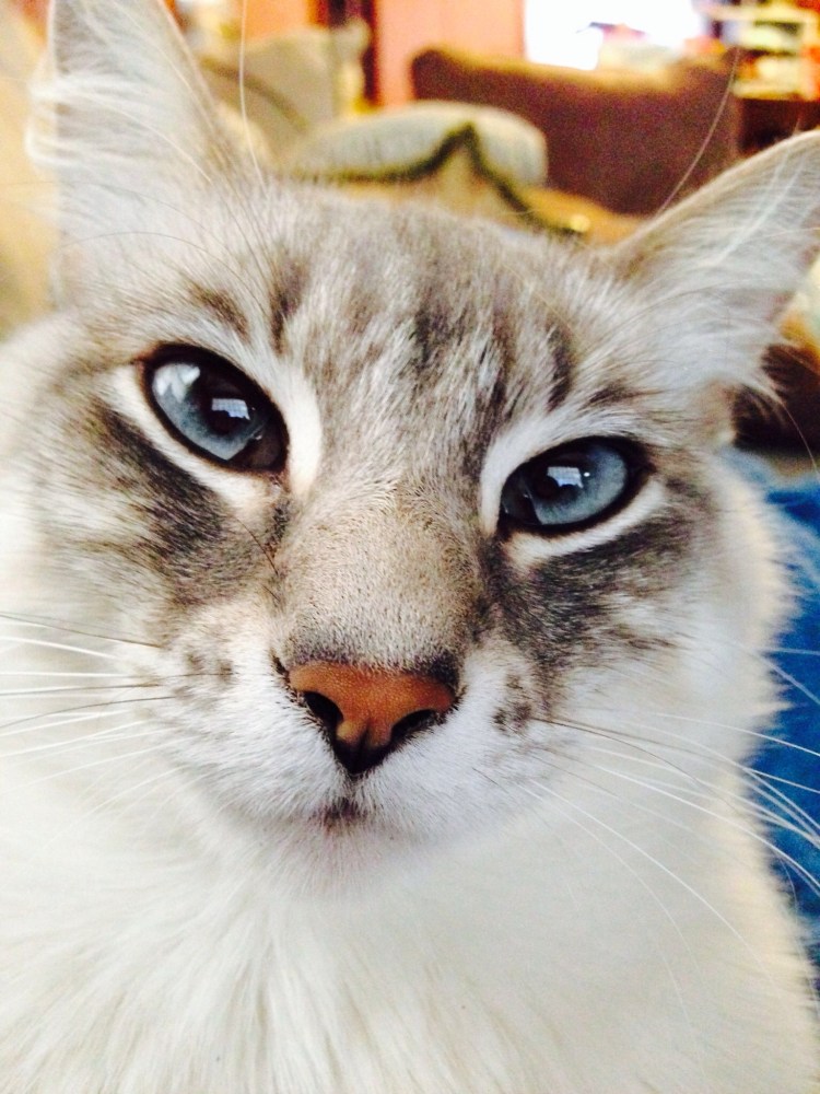 Невская маскарадная Линкс поинт