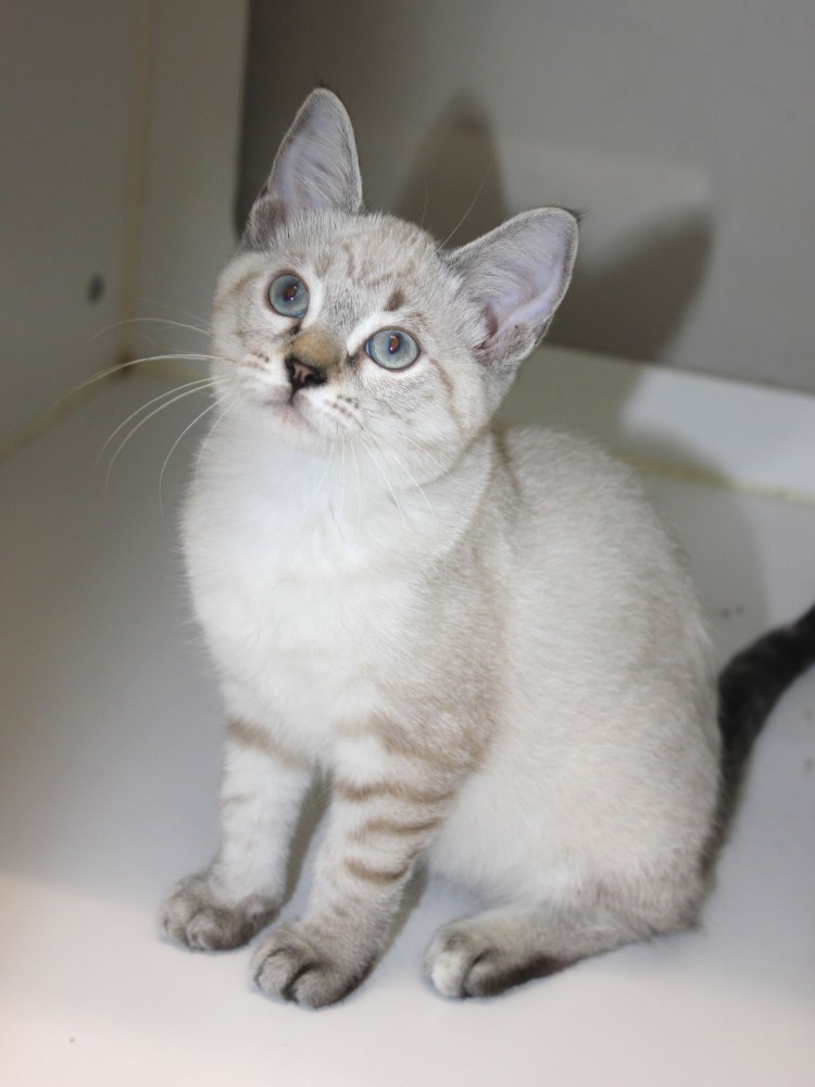 Блю Линкс Пойнт