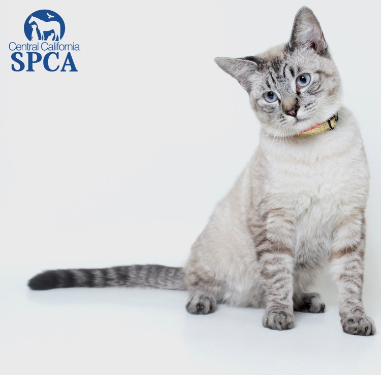 Балинезийский табби Пойнт