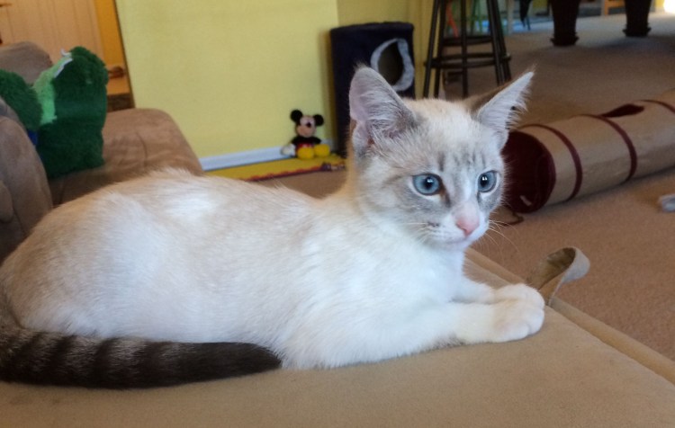 Рэгдолл Линкс