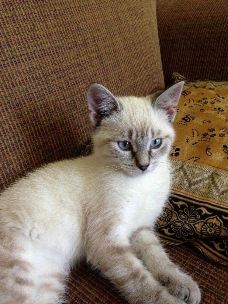 Lynx tabby point Siamese Cat