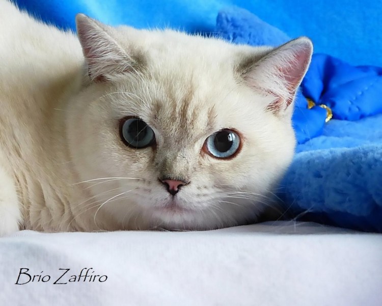 Линкс табби Пойнт