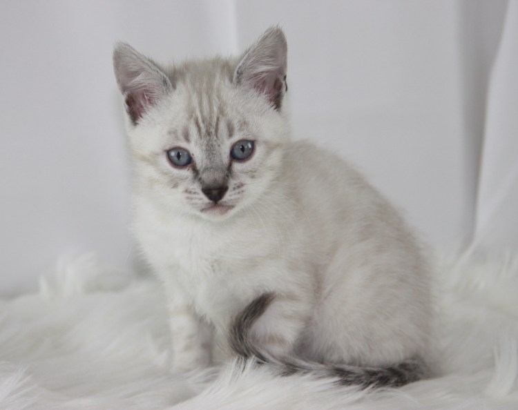 Линкс табби поинт