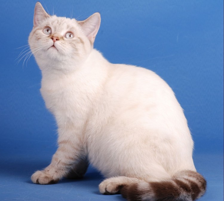 Линкс Пойнт тайская кошка