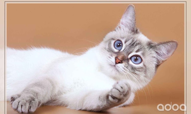 Линкс табби Пойнт котята