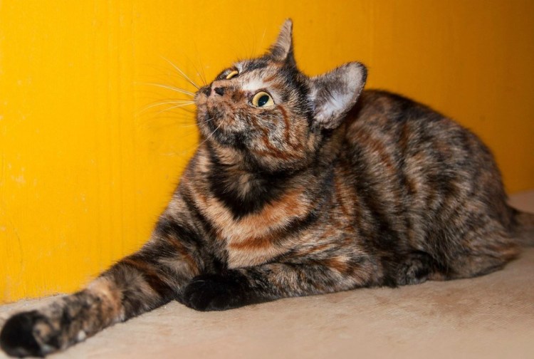 Сибирская кошка трехцветная короткошерстная