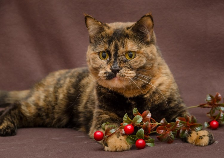 Tortoiseshell Cat порода