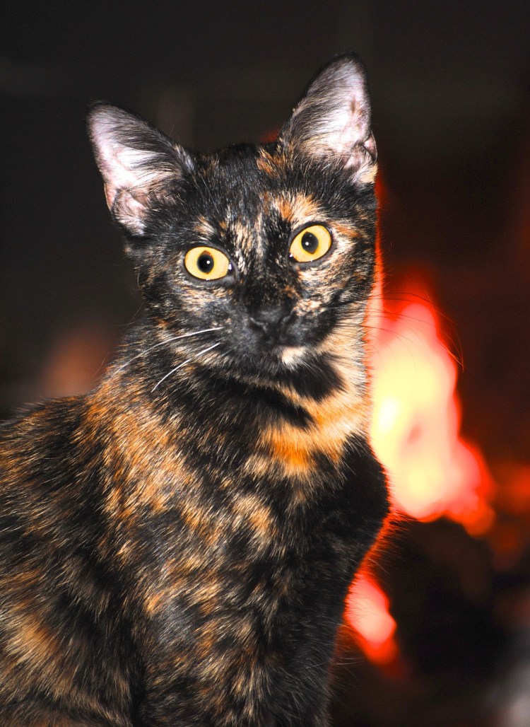 Tortoiseshell Cat порода