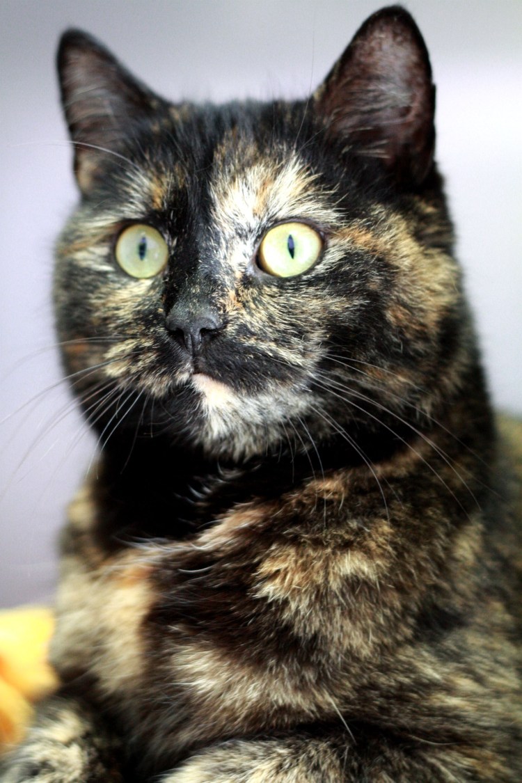Tortoiseshell Cat порода