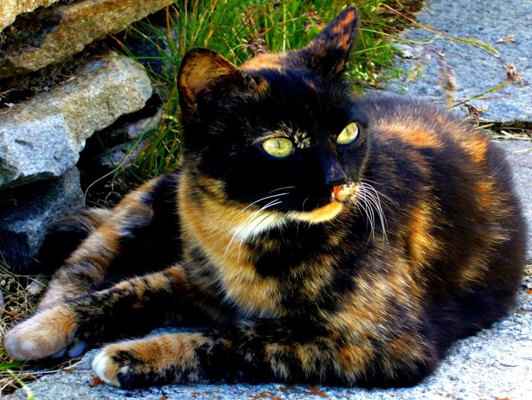 Коты черепахового окраса