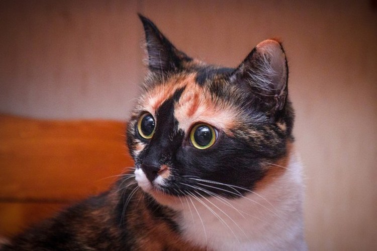 Шотландская черепаховая кошка