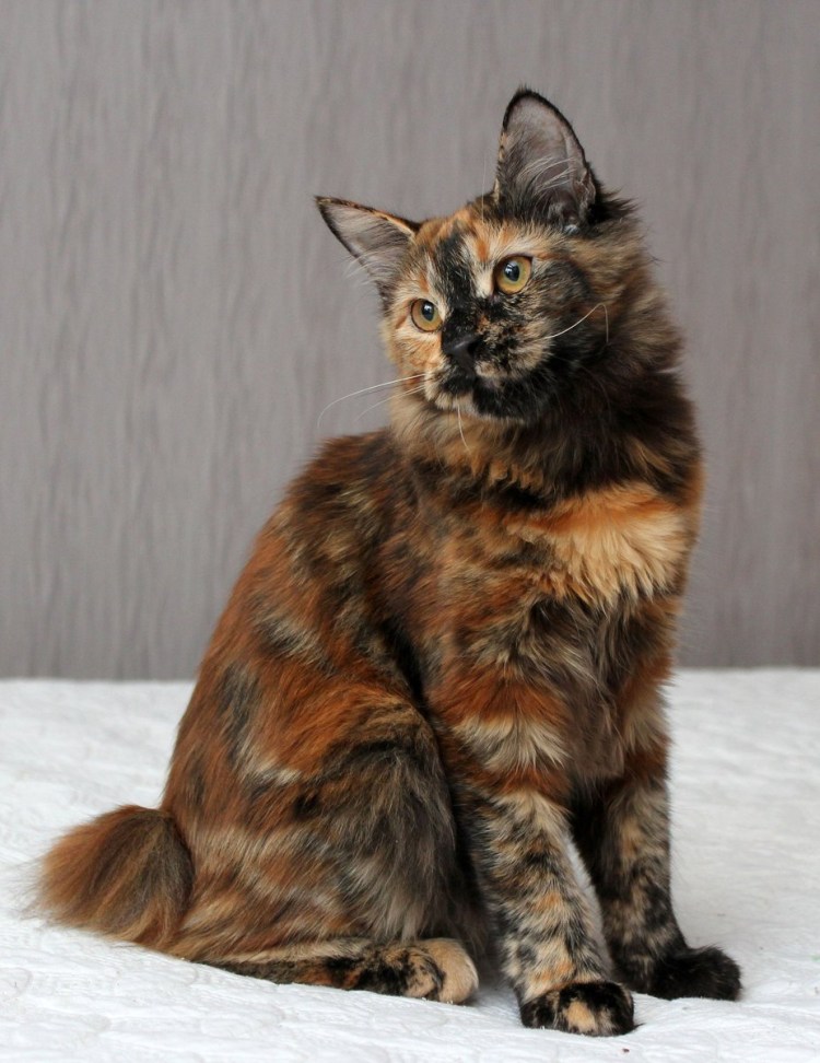 Tortoiseshell Cat порода