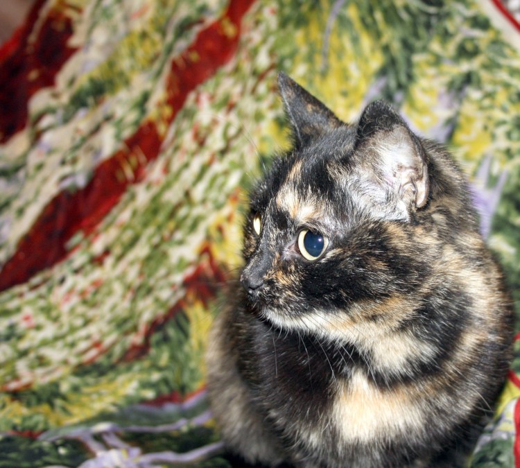 Черепаховая кошка Калико