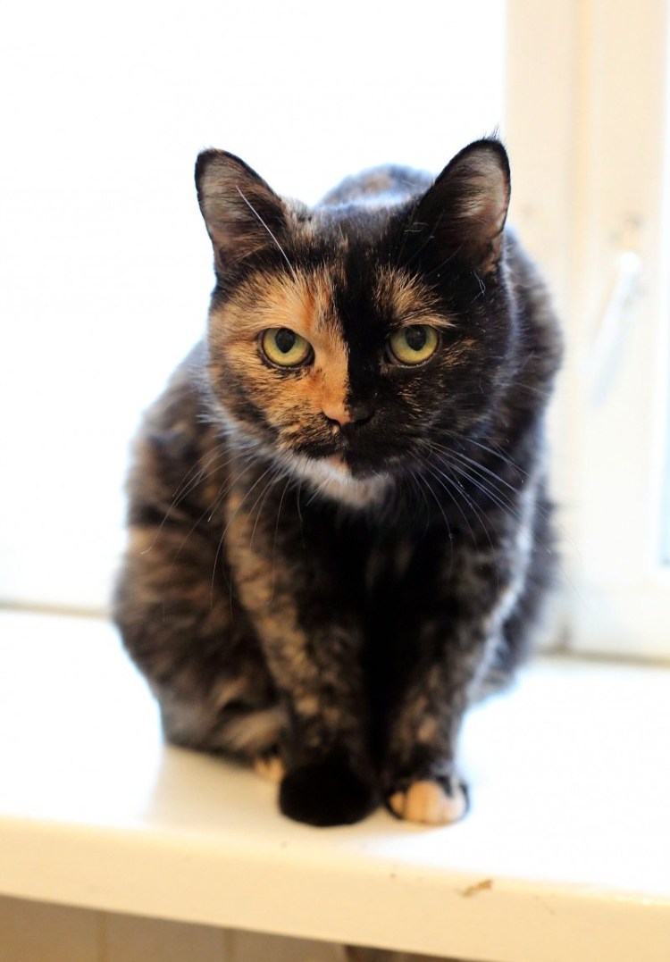 Черепаховая кошка порода