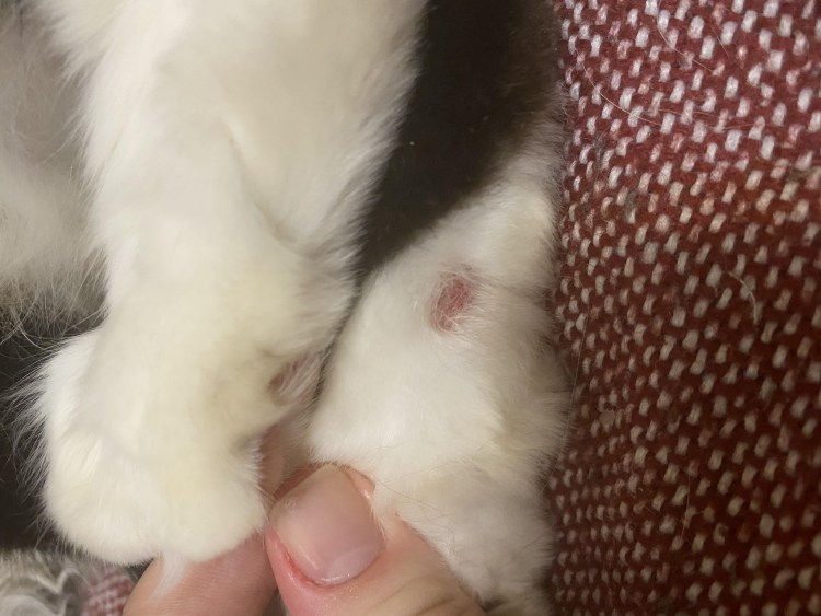 Кошка разлизала котенку гениталии