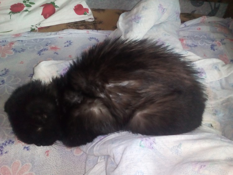 Блошиный дерматит у кошек