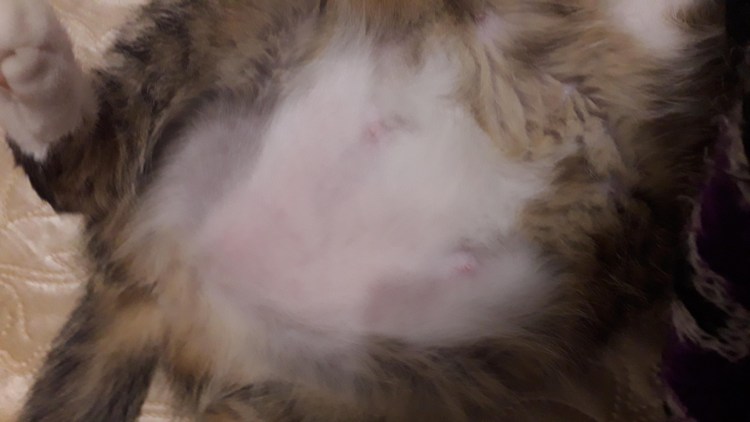 Кожные заболевания у кошек