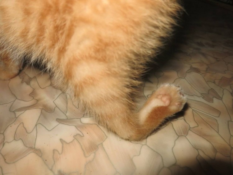 Начальная стадия мочекаменной болезни у кота