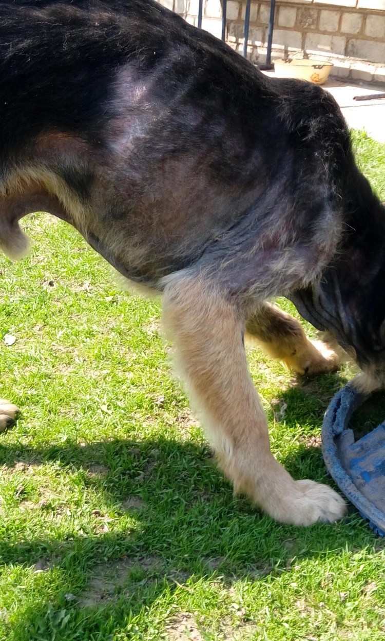 Беременность Корниш рекс