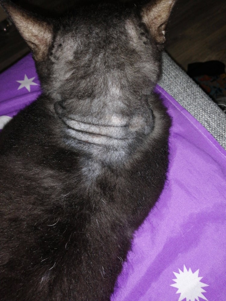 Лишай у кота на задней лапе